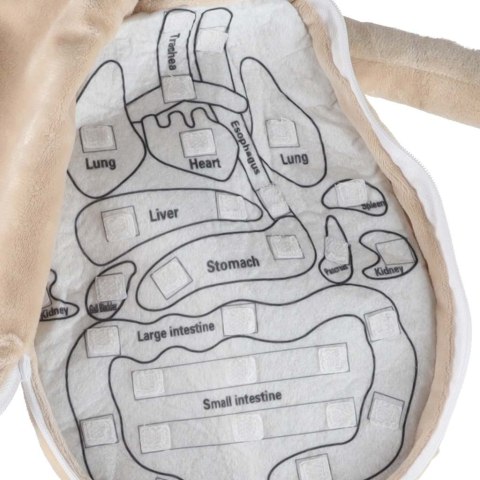 Lalka maskotka nauka anatomii chłopiec